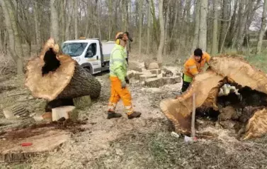Mężczyźni podczas wycinki drzew.