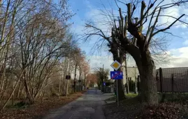 Drzewostan po pielęgnacji