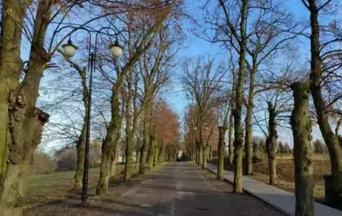 Drzewostan po pielęgnacji