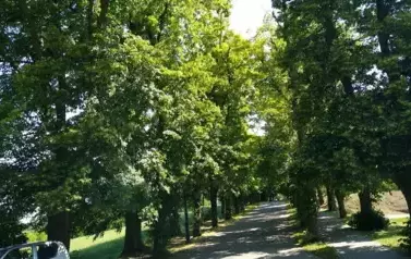 Drzewostan przed pielęgnacją.