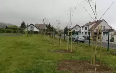Miejsce po nasadzeniu.