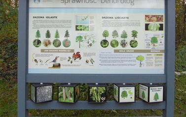 Tablica edukacyjna - Sprawność dendrolog