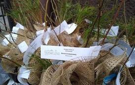 Sadzonki w w orkach jutowych z kartkami z nazwami roślin.