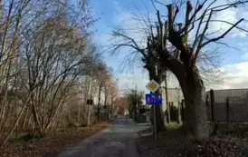 Drzewostan po pielęgnacji