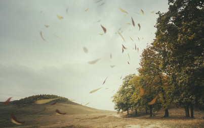 Zdjęcie do Ostrzeżenie meteorologiczne - WIATR