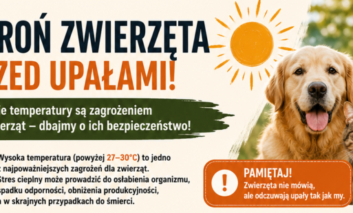 Zdjęcie do Wysokie temperatury są zagrożeniem r&oacute;wnież dla zwierząt. Pamiętajmy o ich bezpieczeństwie